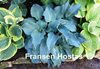 Blue Wedgwood