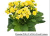 примула Pollyanna Fresh Lemon
