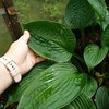 Fortunei Hyacinthina
