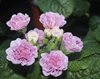 Pink Ice