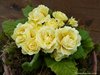Примула Barnhaven Double Bonheur (Бёнер)