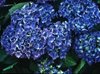 Гортензия крупнолистовая  Blauer Zwerg (Блауер Цверг)