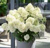 Гортензия метельчатая Gardenlights  Whitelight (Гарден лайт Уайтлайт)