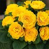 Day-Glo Yellow