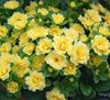Buttercup Yellow
