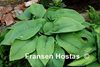 Abiqua Elephant Ears