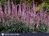 Вероникаструм (Veronicastrum)