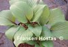 Holar Crimson Grape