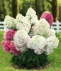 Гортензия Royal Flower( Роял Флауэр)