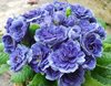 Cobalt Blue