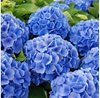 Гортензия крупнолистная Early Blue (Эрли Блю)