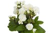 примула Pollyanna Frosty White