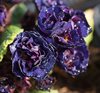 Miss Indigo