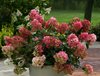 Гортензия метельчатая Gardenlights Pinklight (Гарденлайт Пинклайт)