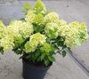 Гортензия метельчатая Pixio (Пиксио )