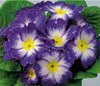 Примула Блю Флейм