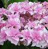 Гортензия крупнолистная Doppio Rosa (Доппио Роза)