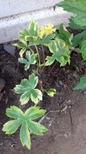Астранция большая Sunningdale Variegated