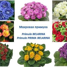       ПРИМУЛЫ серии Belarina 
