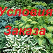 Условия заказа