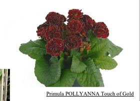 примула Pollyanna Touch of Gold