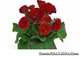 примула Pollyanna Flame