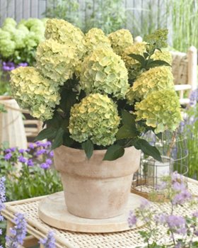 Гортензия метельчатая Gardenlight Greenlight (Гарденлайт  Гринлайт) )