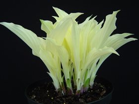 White Feather