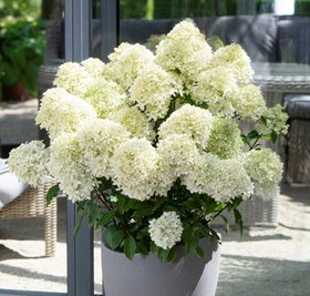 Гортензия метельчатая Gardenlights  Whitelight (Гарден лайт Уайтлайт)